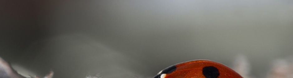 Assassin s Creed IV  Black Flag