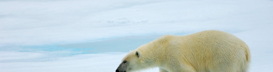 Magic Duels  Origins