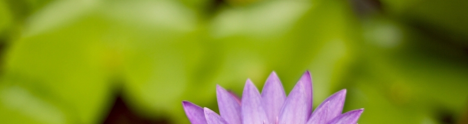 Falcon 4.0  Allied Force