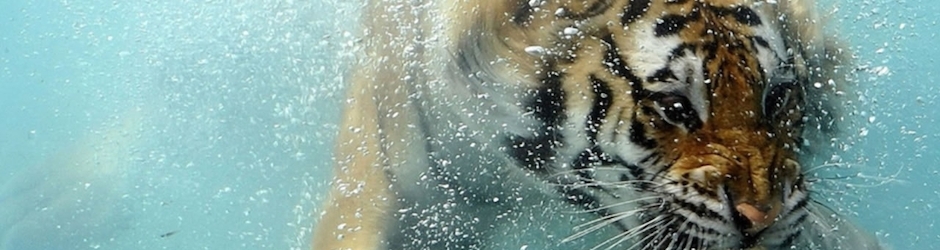 Amazing & Funny Videos