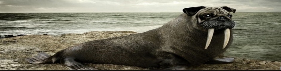 Funny VideoCompilation