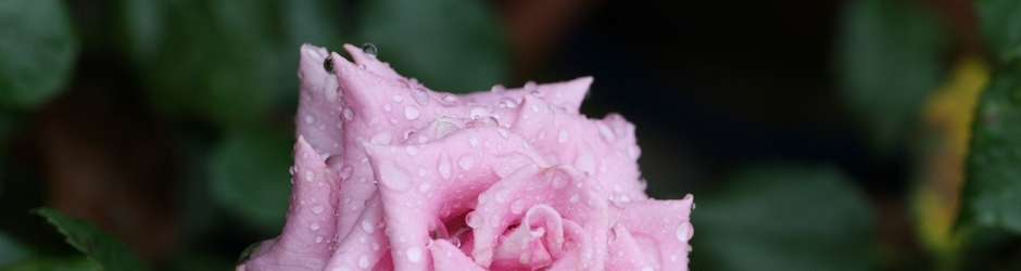 Witness for the Prosecution