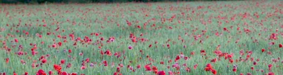 The Dark Knight Rises