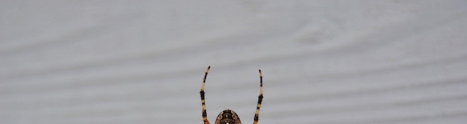 The Night of the Hunter