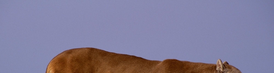 Peppa Pig W La Pizza