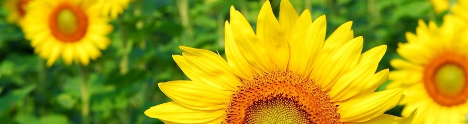 Peppa Pig Zapatos Nuevos