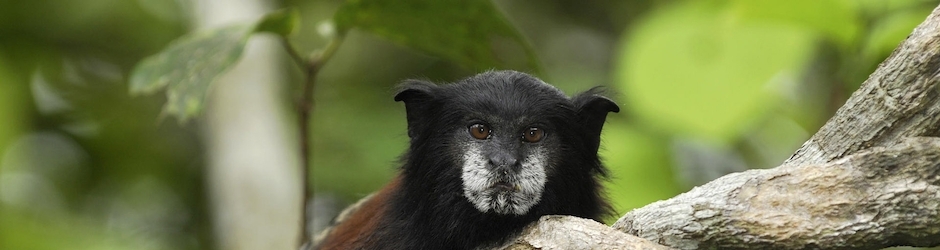 Peppa Pig Season 6 Episode 1