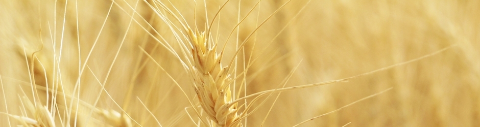 Peppa Pig 100 Episodes