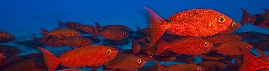 Minecraft Best House