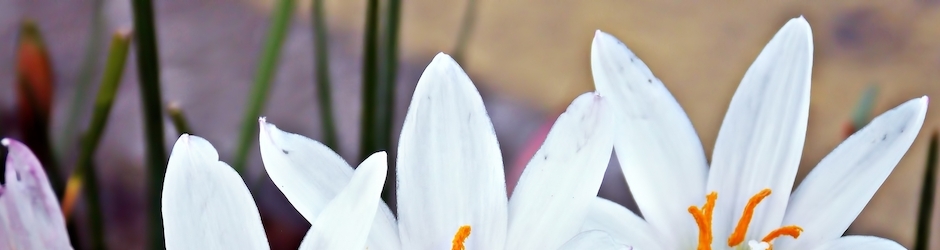 Crazy Craft 6 Minecraft