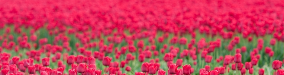 Minecraft Koto And Sen