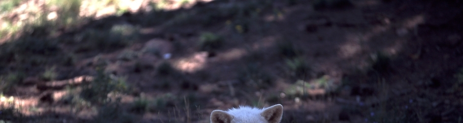 Minecraft Kids Videos