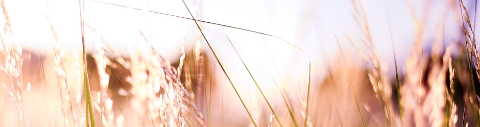 Minecraft M กาย