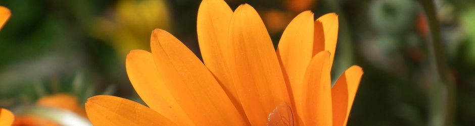 Minecraft Vs Terraria