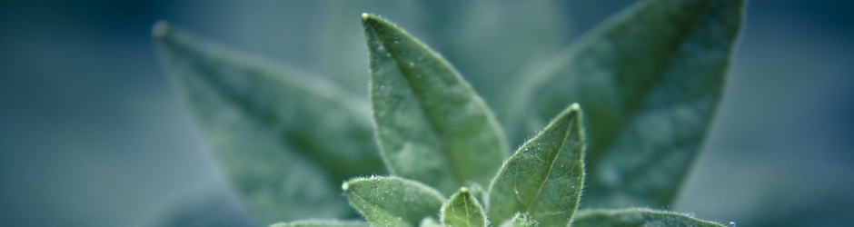 Peppa Pig Ytp Shopping