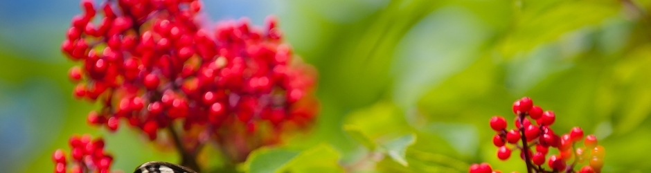 Peppa Pig 5 Min Episodes