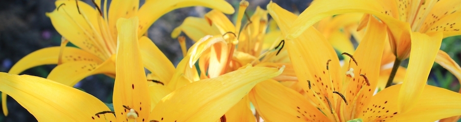 5 Minecraft Animation