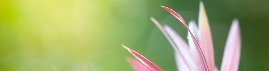 5 Minecraft Facts You Didn T Know