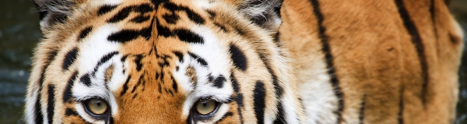 Peppa Pig Festa D Addio