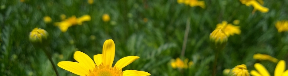 Piosenki Z Minecraft