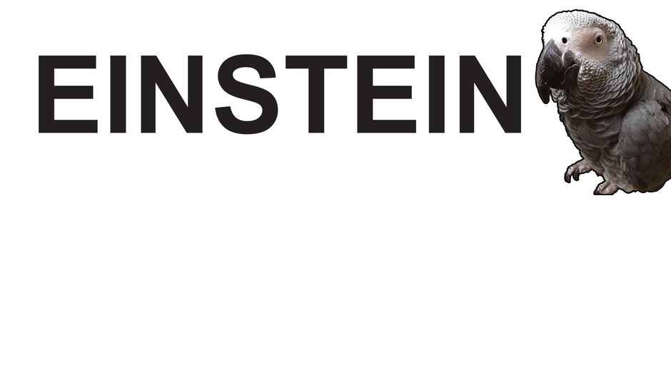 Parrot Einstein