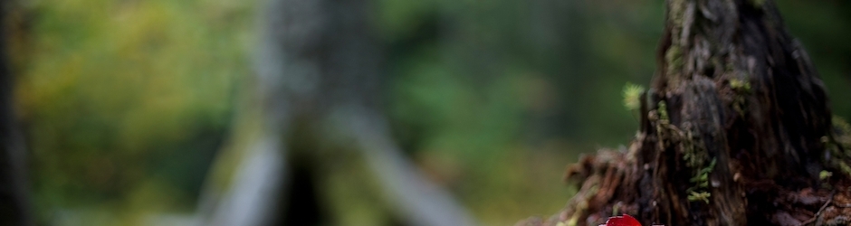 JacklynSanborn Shortfilms