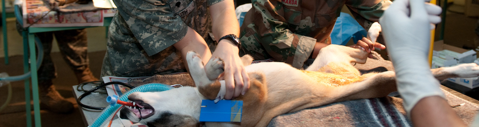 Veterinary Pathology