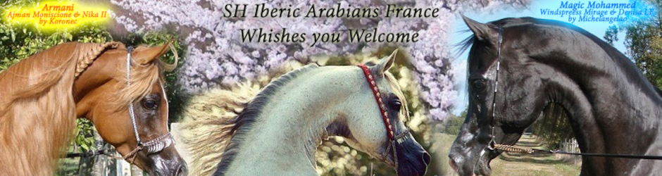 SH Iberic Arabians France