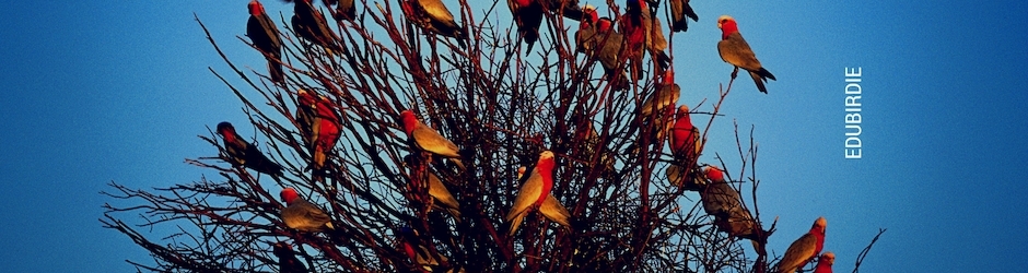 http //edubirdie.com/