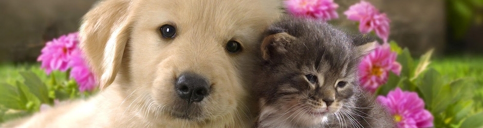 Funny Animals Channel