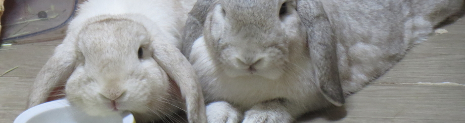 猫とウサギの動画