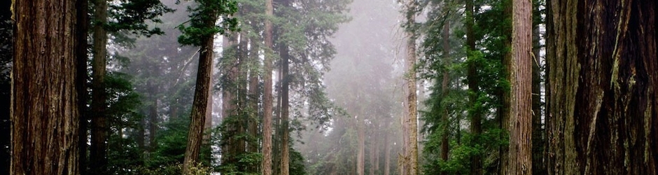 Muhammad Salman Saifi