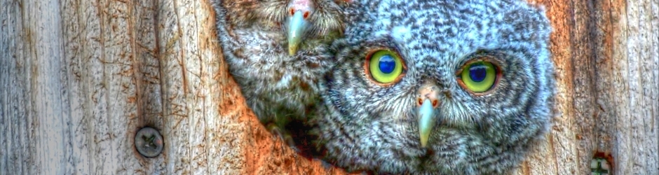 Backyard Animals and Nature