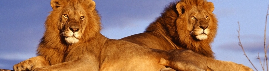 Animals Documentaries