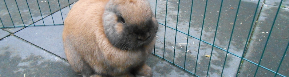 The rabbit without ears