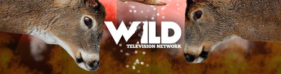 Wildtv