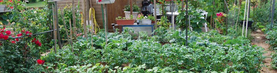 Clément le jardinier