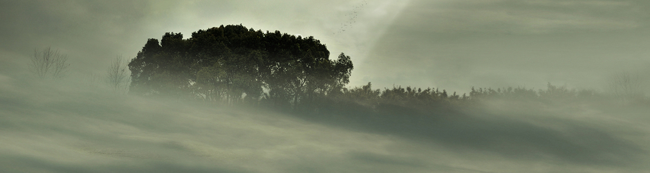 Poezja Henryka Rynkowskiego