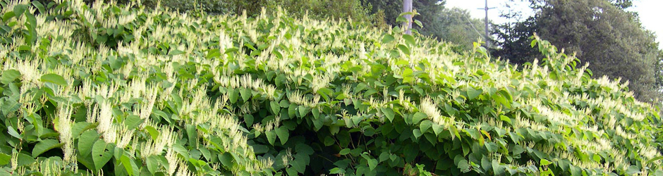 Wise Knotweed Solutions
