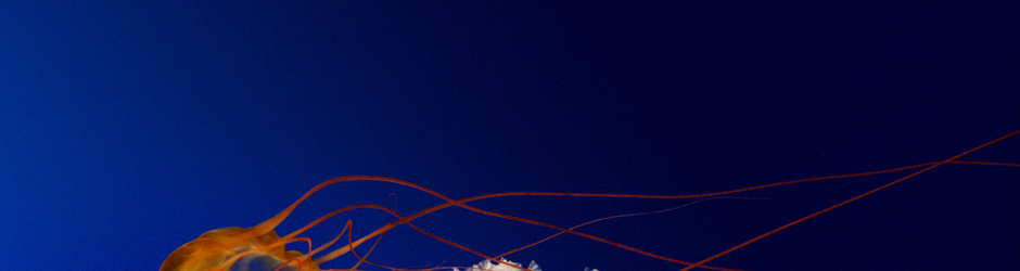 Chris collins dacula ga