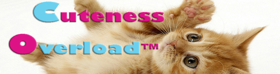 Cuteness Overload™