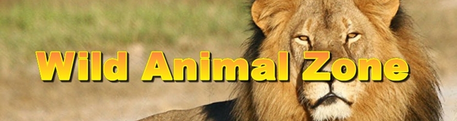 Wild Animal Zone