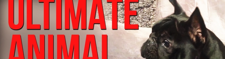 Funny Animal Compilations