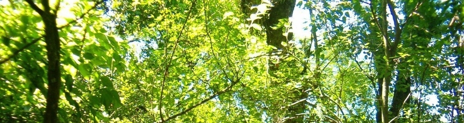 José Simón Elarba Haddad