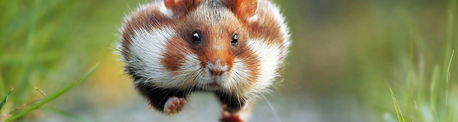 These are the hiccups - WITH ANIMALS!!!!1