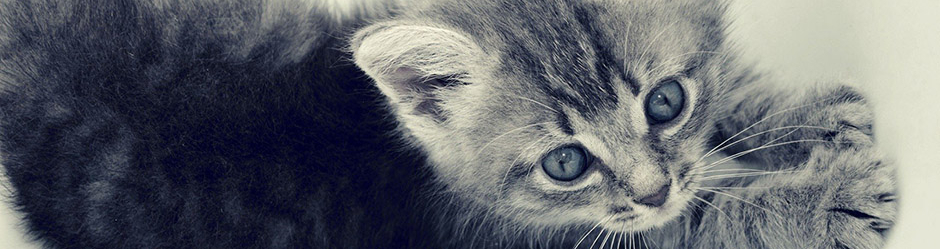 Chats Drole Et Mignon