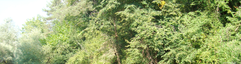 SPANISH ENTERTAINMENT