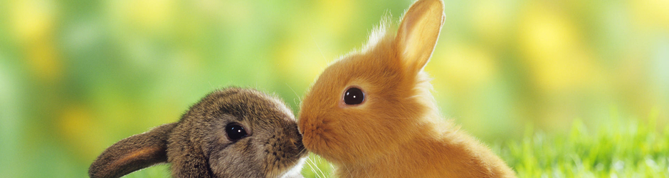 monde des animaux عالم الحيوان