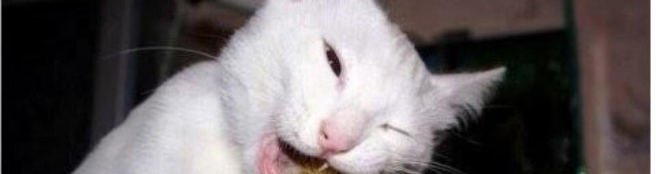 Animals Compilation Funny