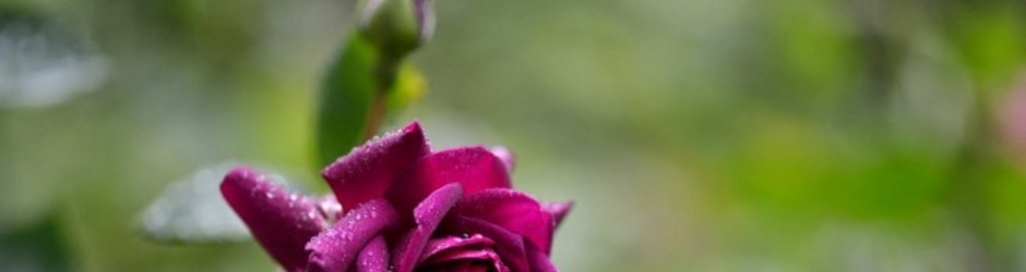 حارث  مسافر